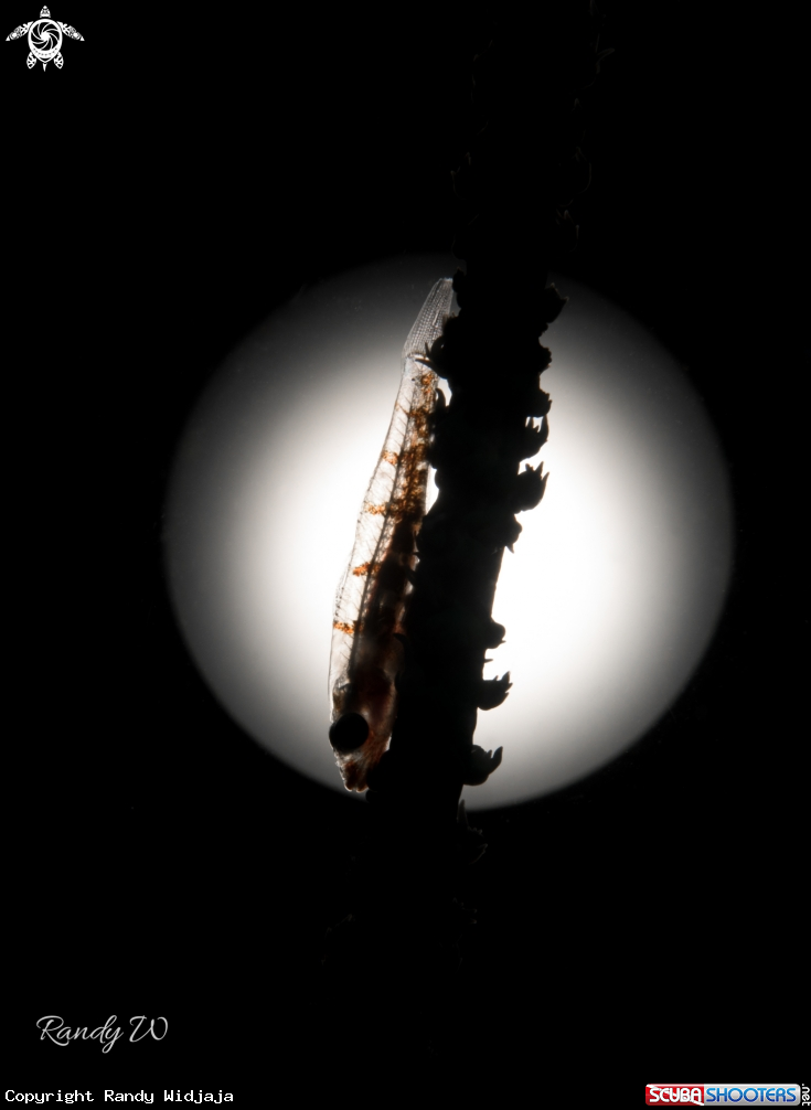 A Goby Fish