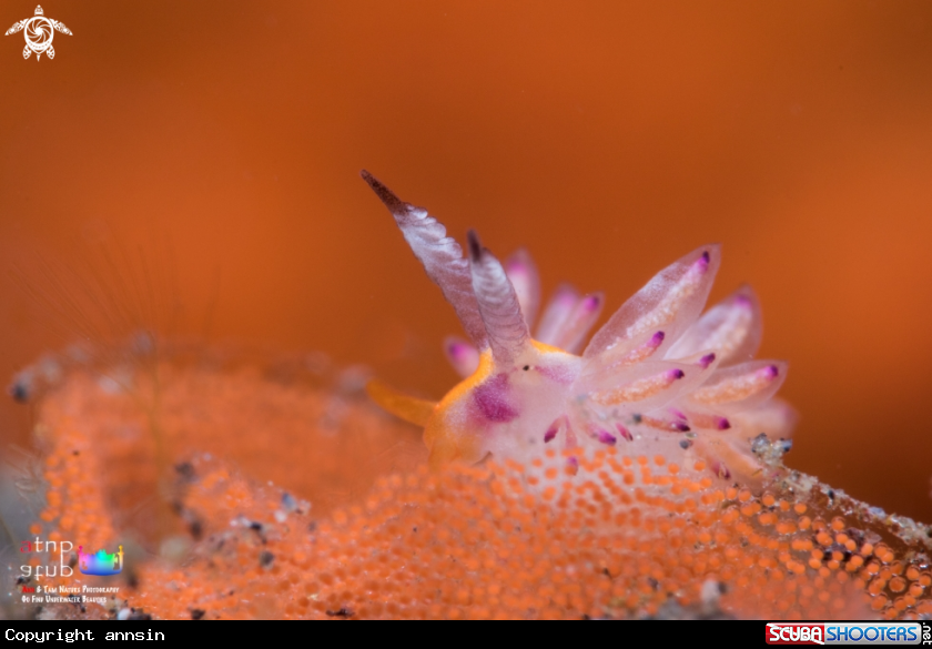 A Favorinus mirabilis