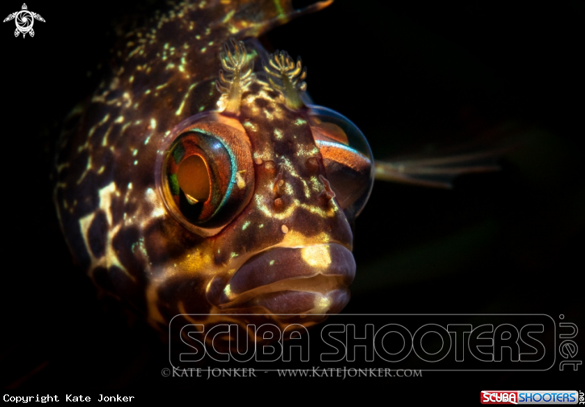 A Super Klipfish