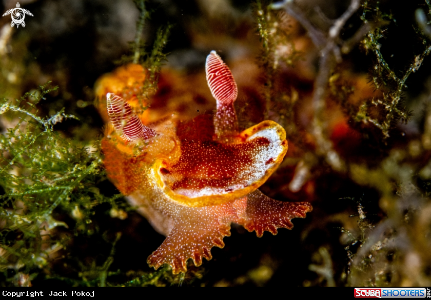 A Hexabranchus sanguineus 