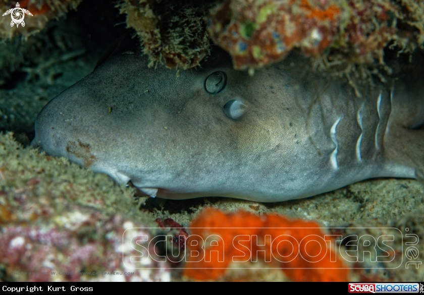 A Brown-banded Bamboo Shark