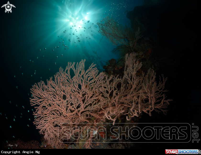 A Sea Fans