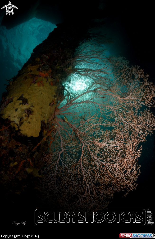 A Sea Fans