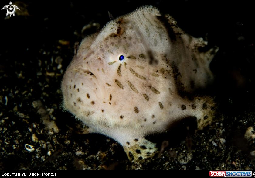 A Hairy frogfish