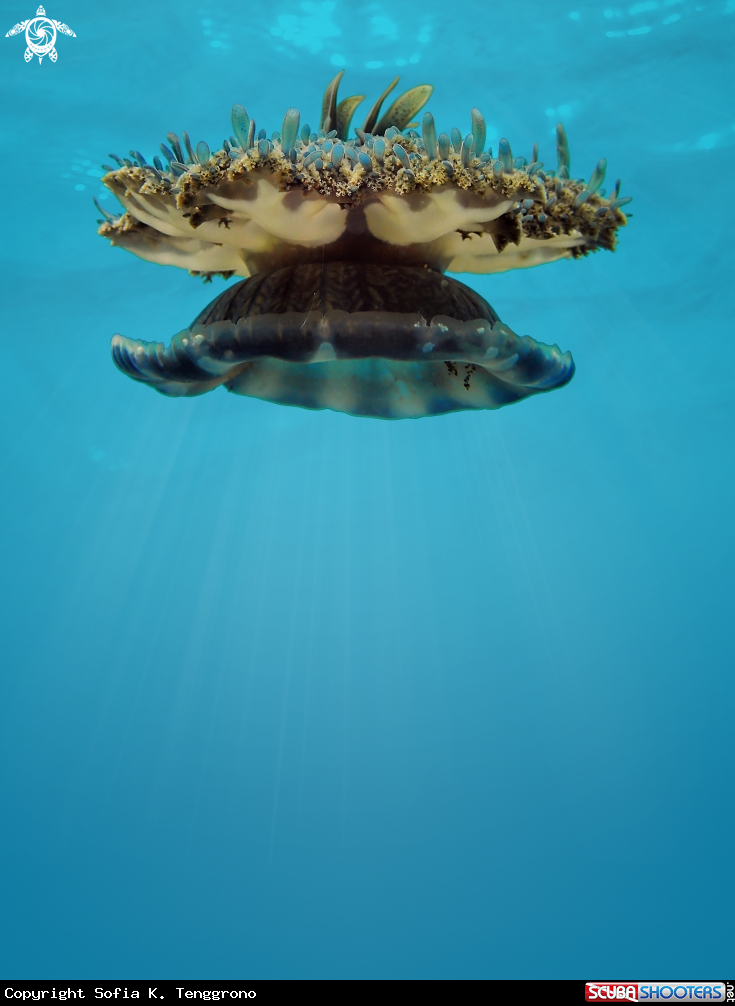 A Upside down jelly fish