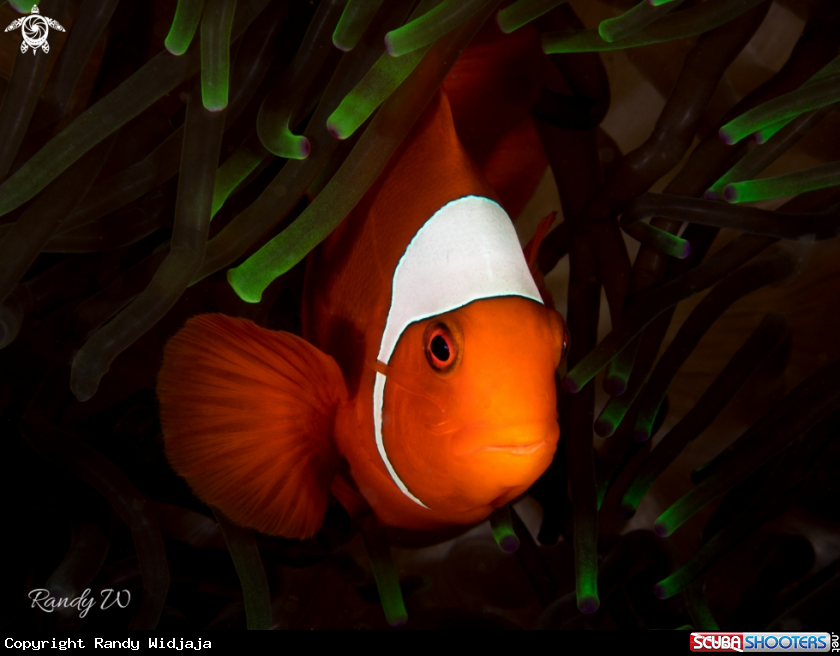A Clown Fish