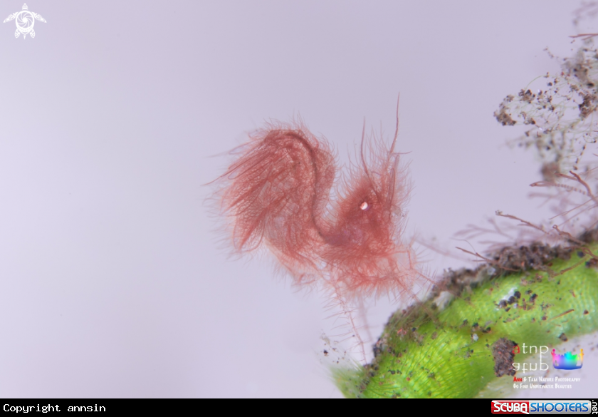A Hairy shrimp