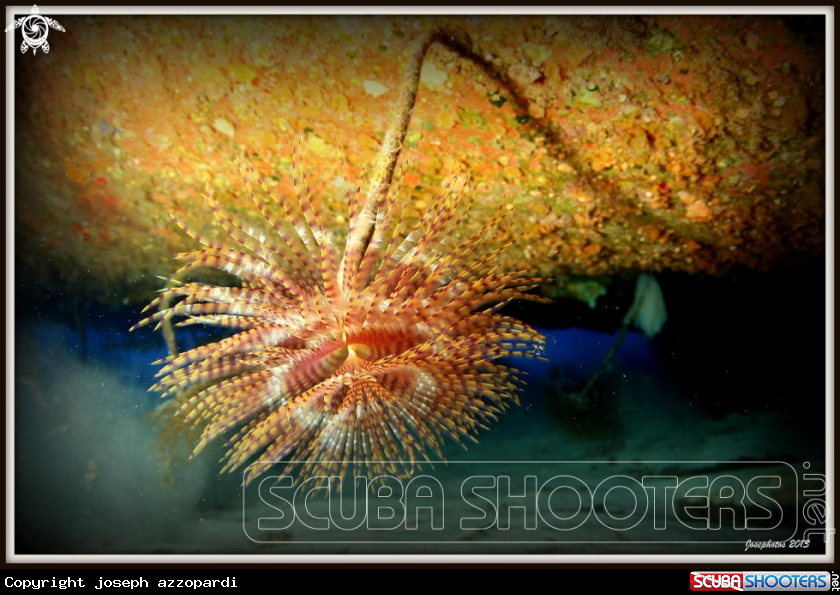 A tubeworm