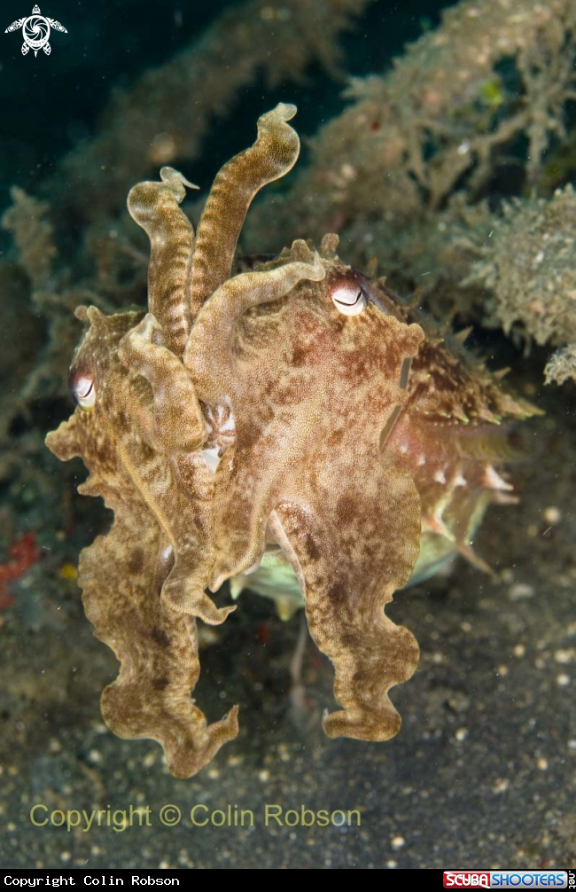 A cattel fish