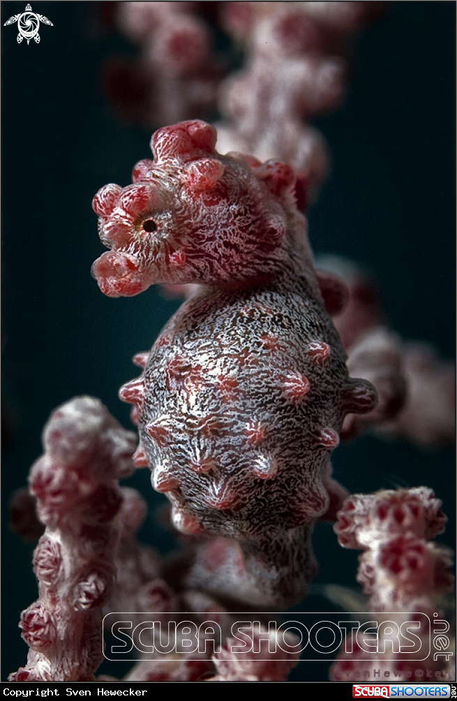 A Pygmi- Seahorse