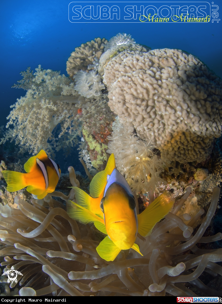 A Clownfish and anemone