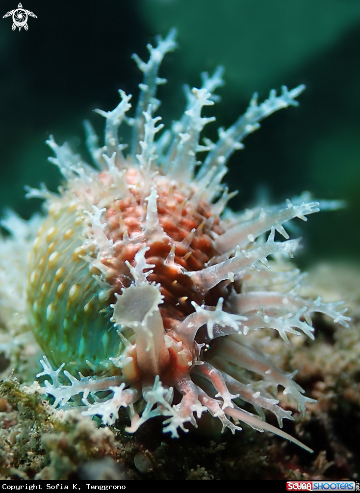 A Cowrie