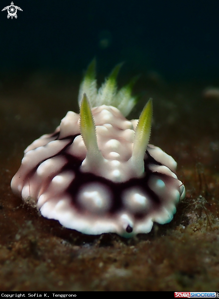 A Nudibranch