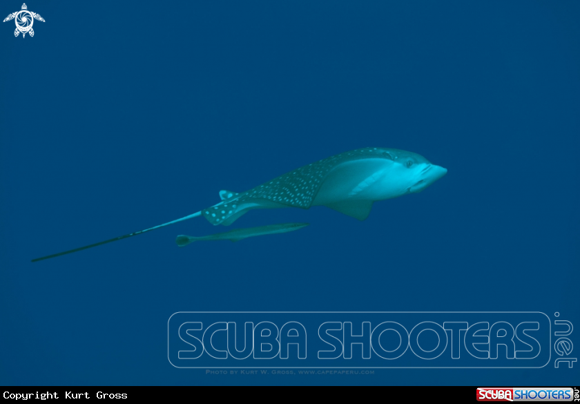 A Eagle Ray