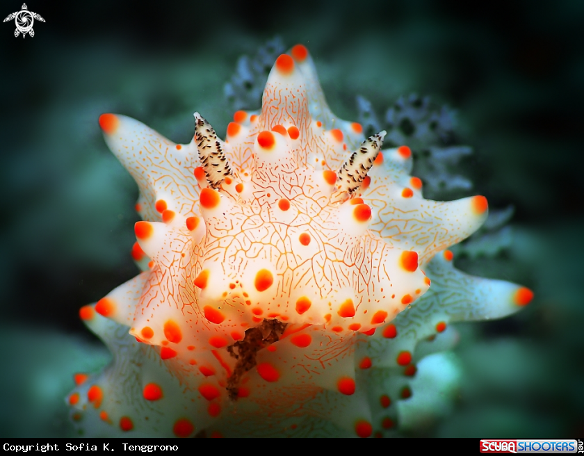 A Nudibranch
