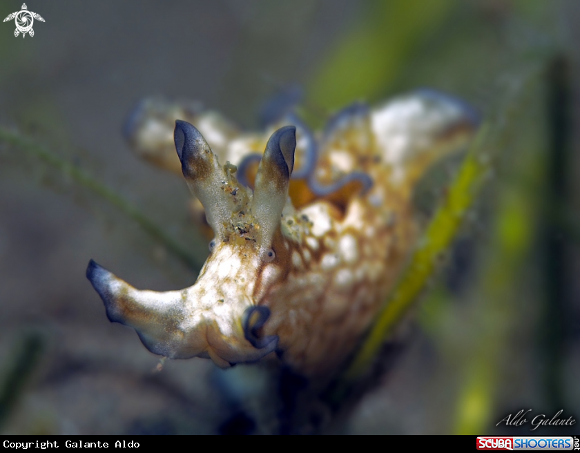 A Nudibranch