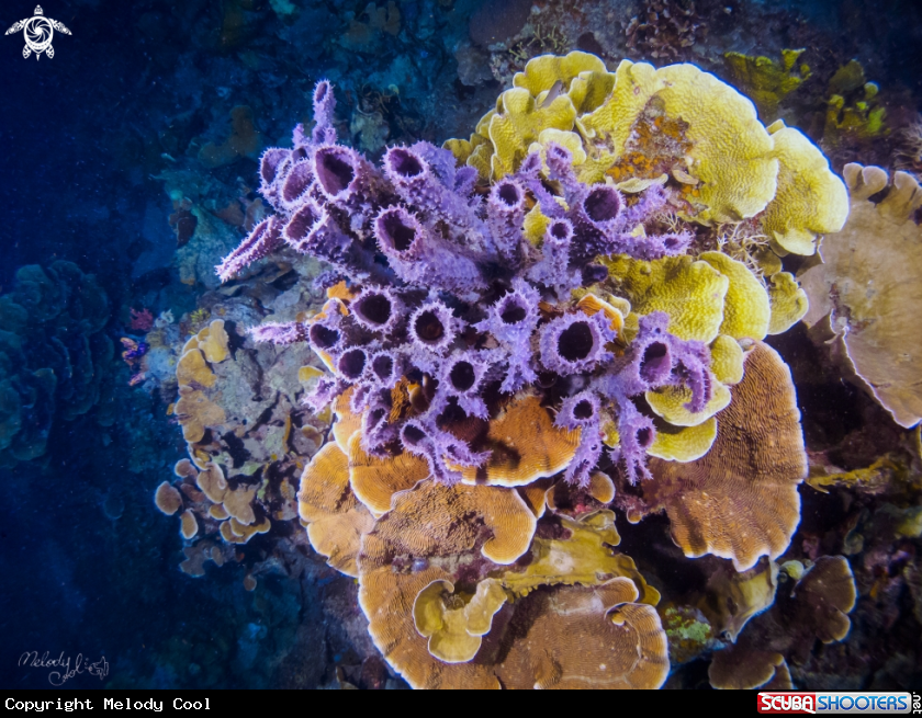 A Coral