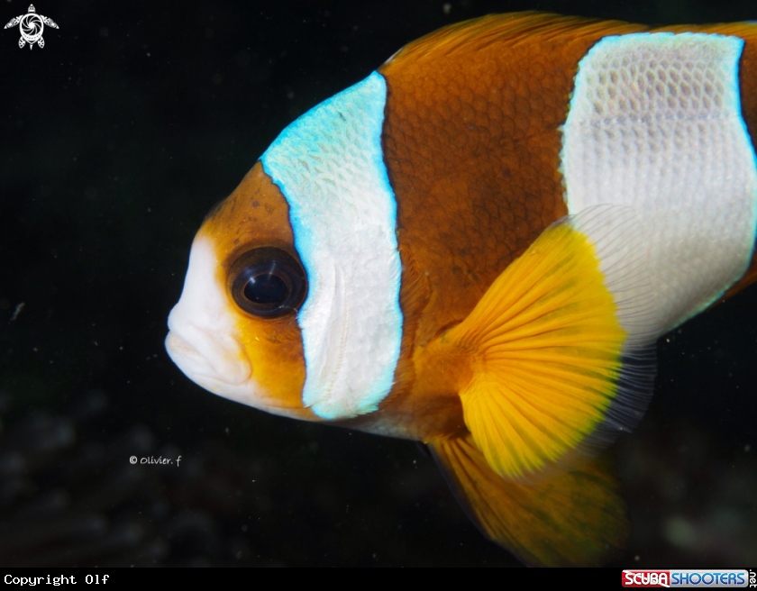 A Madagascar anemonefish 