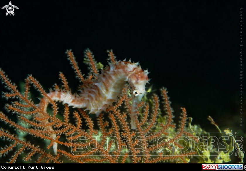 A Seahorse
