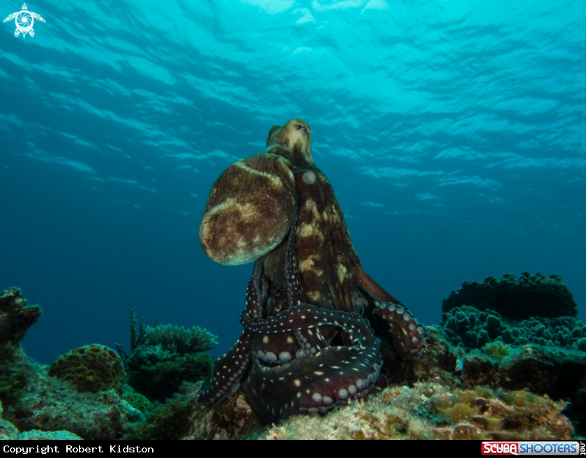 A Octopus