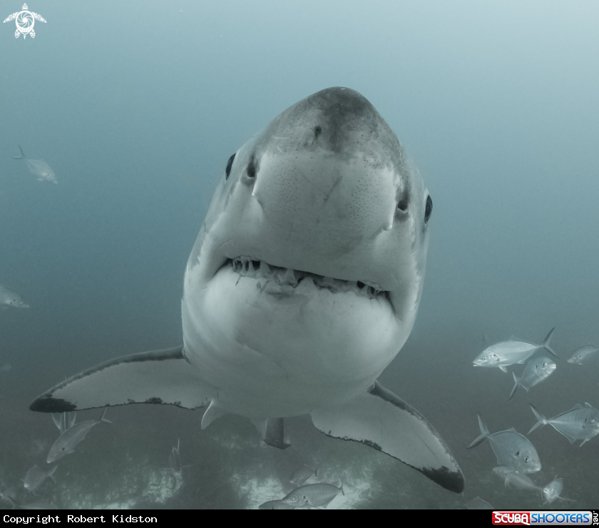 A Great White 