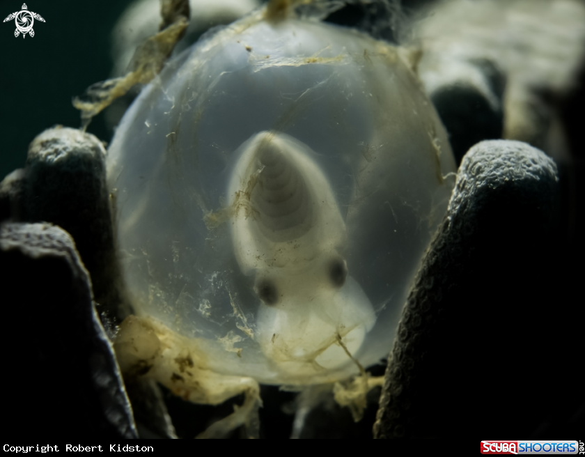 A Cuttlefish egg