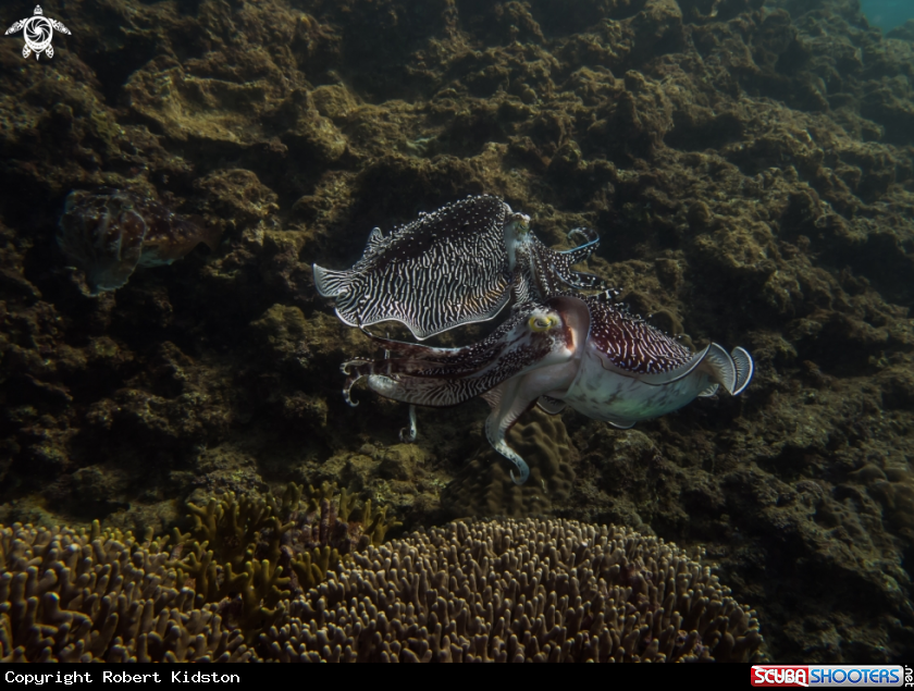 A Cuttlefish 