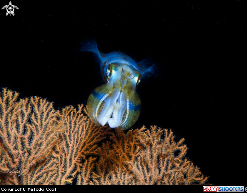 A Squid