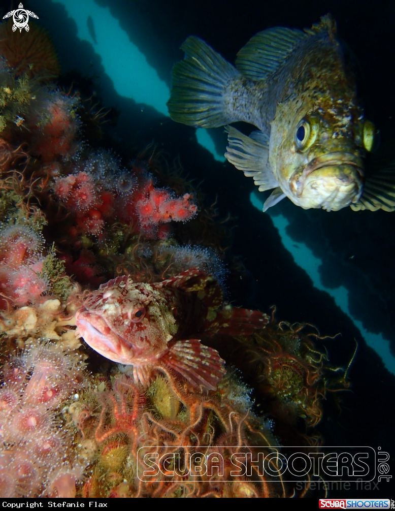 A Cabezon and kelp rockfish