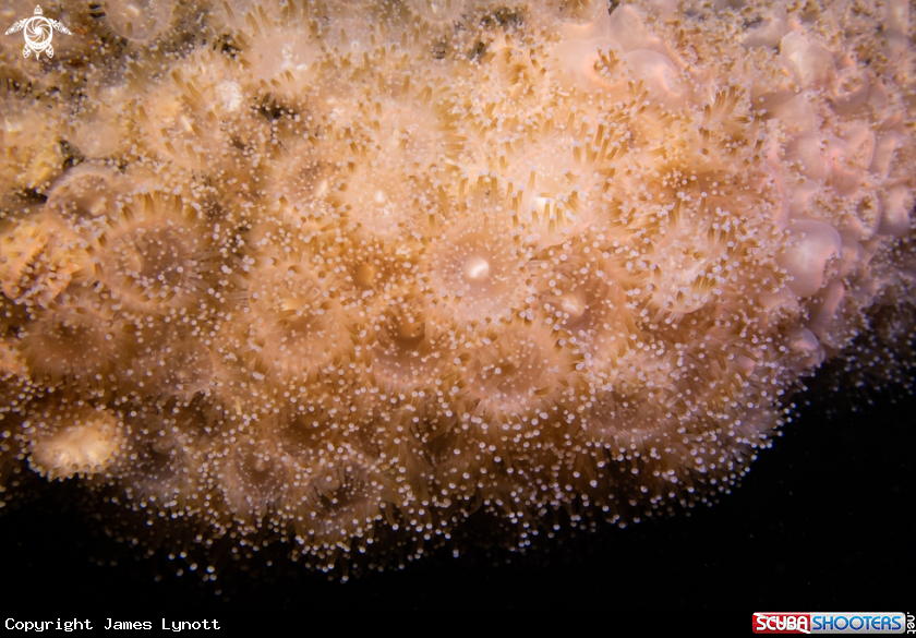 A Jewel Anemones 