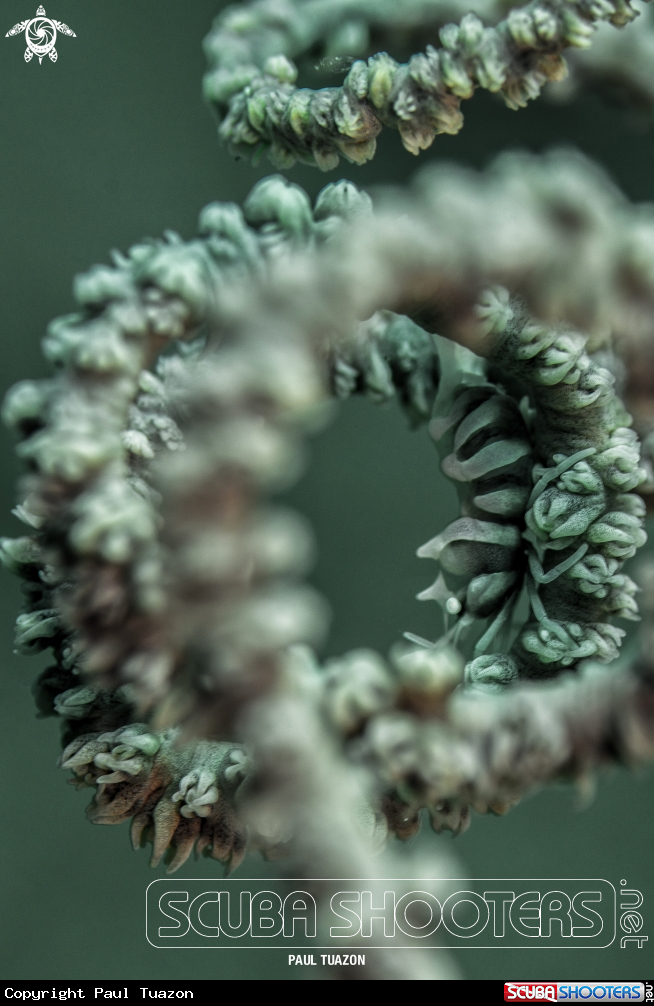 A Zanzibar Whip Coral Shrimp 