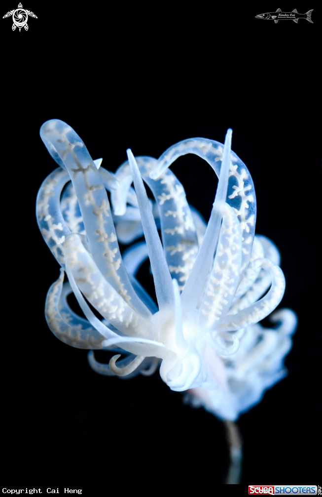 A Phyllodesmium
