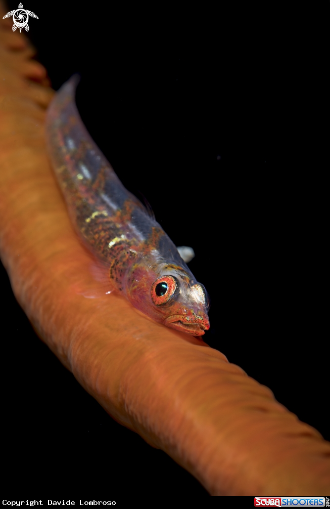 A Gobius