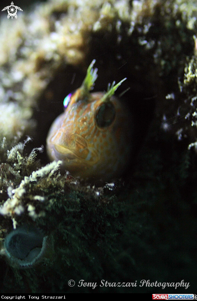 A Horned blenny