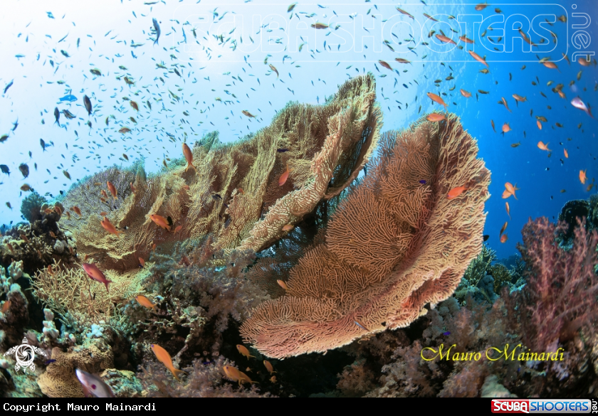 A Gorgonian