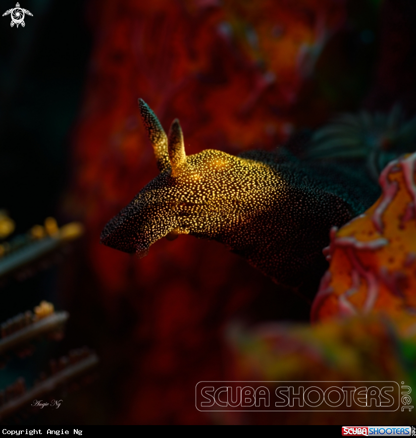 A Nudi