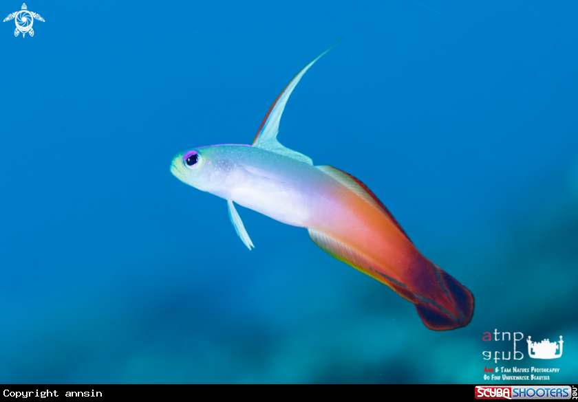 A Nemateleotris magnifica