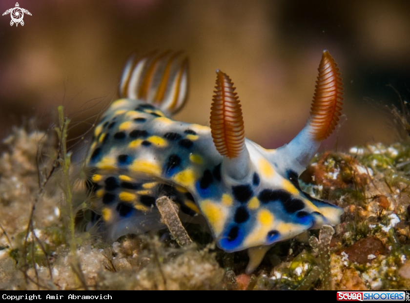 A underwater creature
