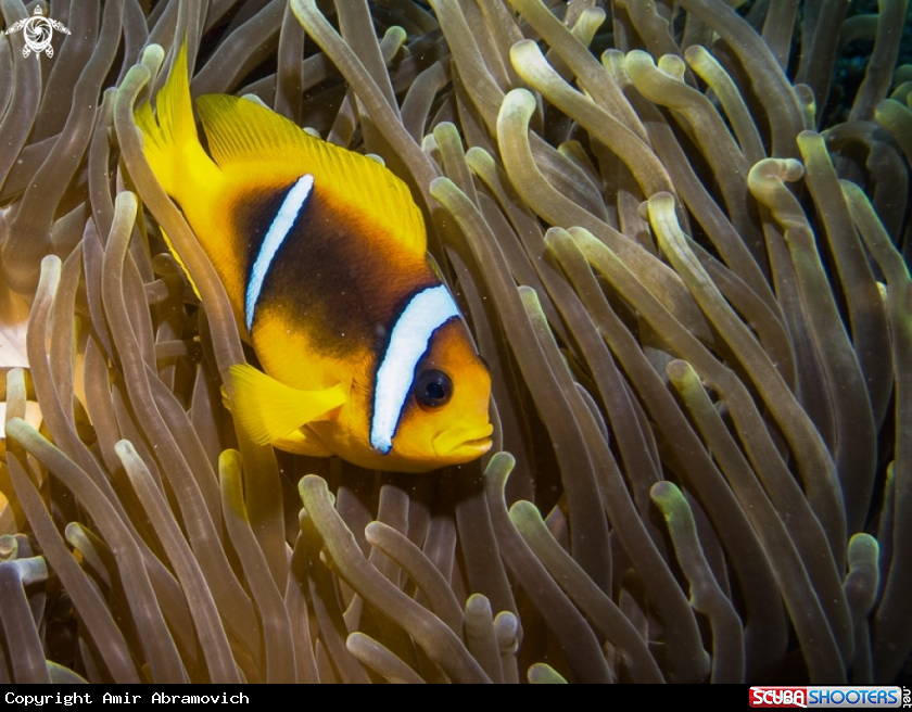 A underwater creature