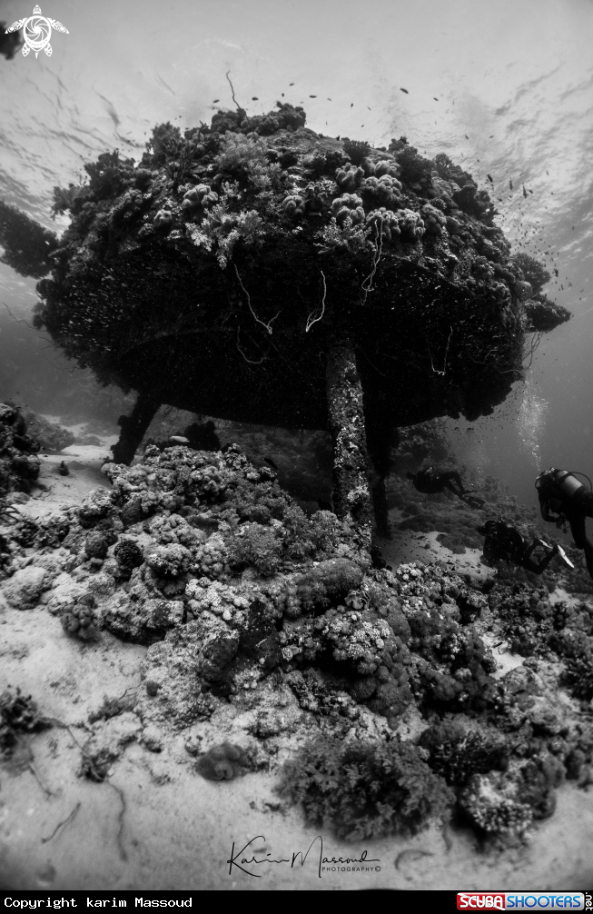 A Jacques Cousteau Shelf 