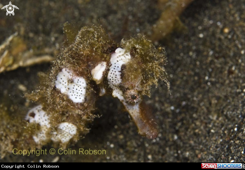 A sea horse