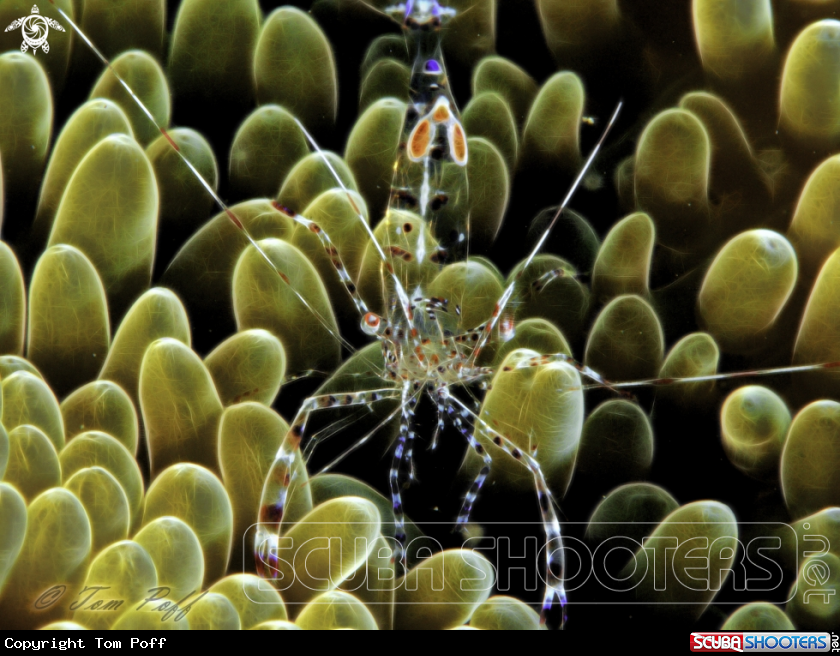 A Cleaner Shrimp