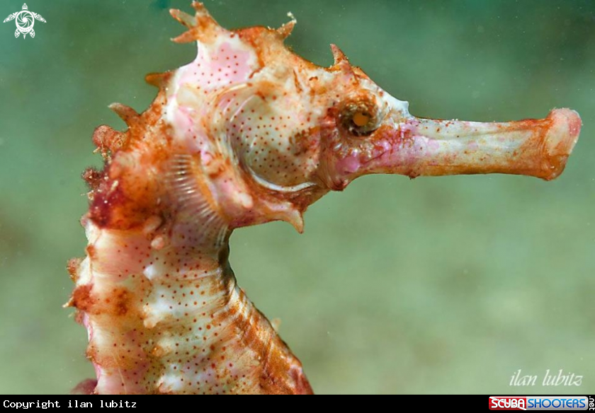 A sea horse