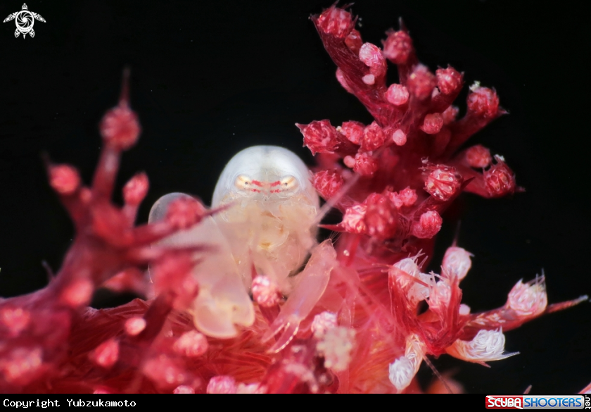 A Snapping Shrimp