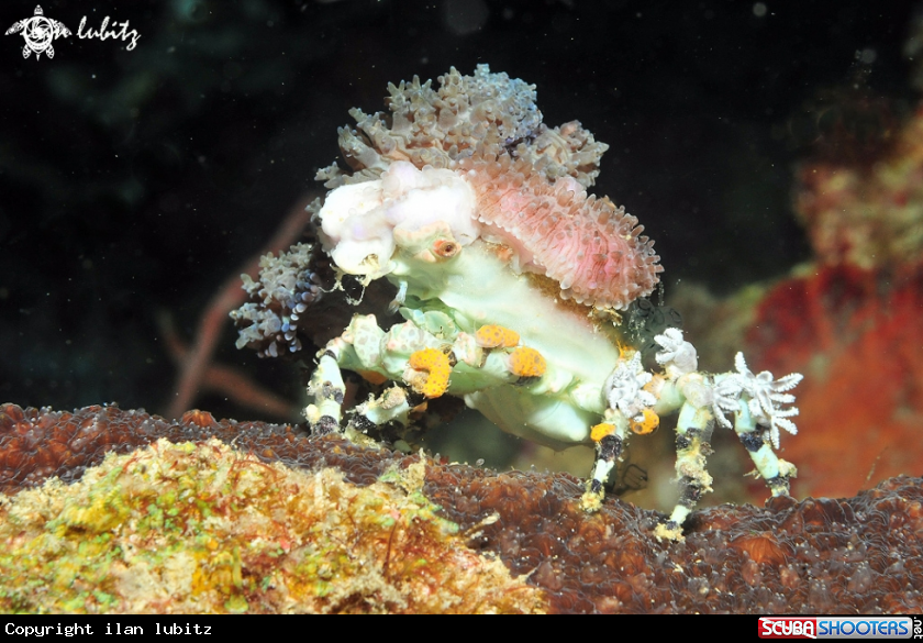 A Decorator crab