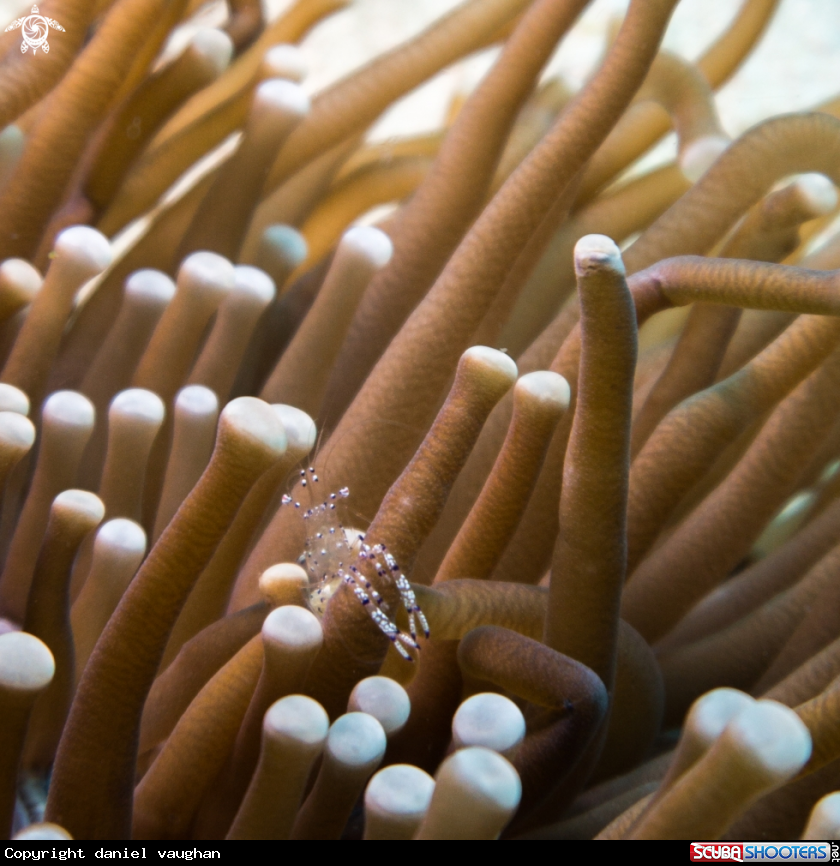 A Anenome Shrimp