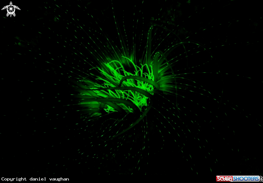 A Sand Anenome