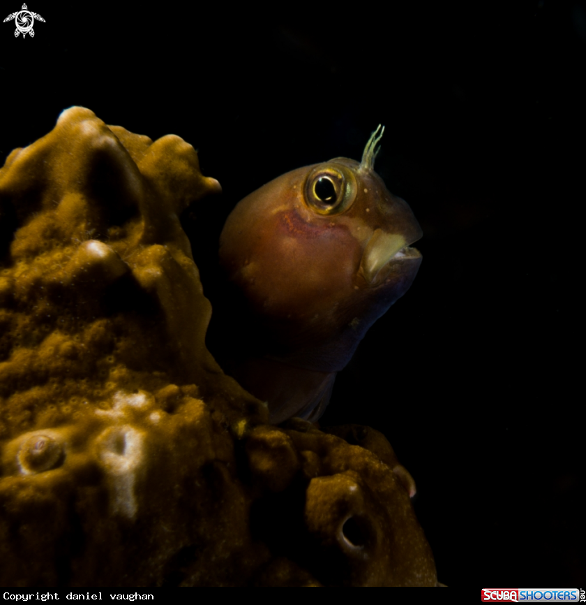 A Blenny