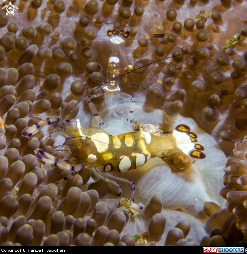 A Anenome Shrimp