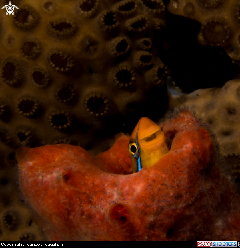 A Blenny